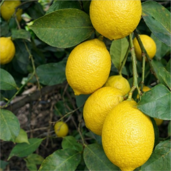 limones frescos